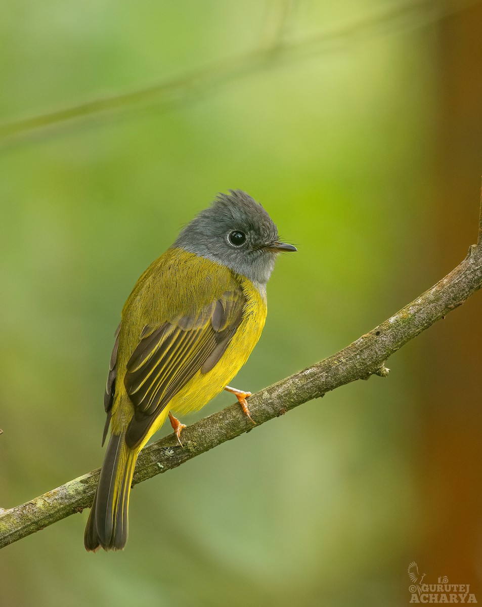 Gray-headed Canary-Flycatcher - ML538552681