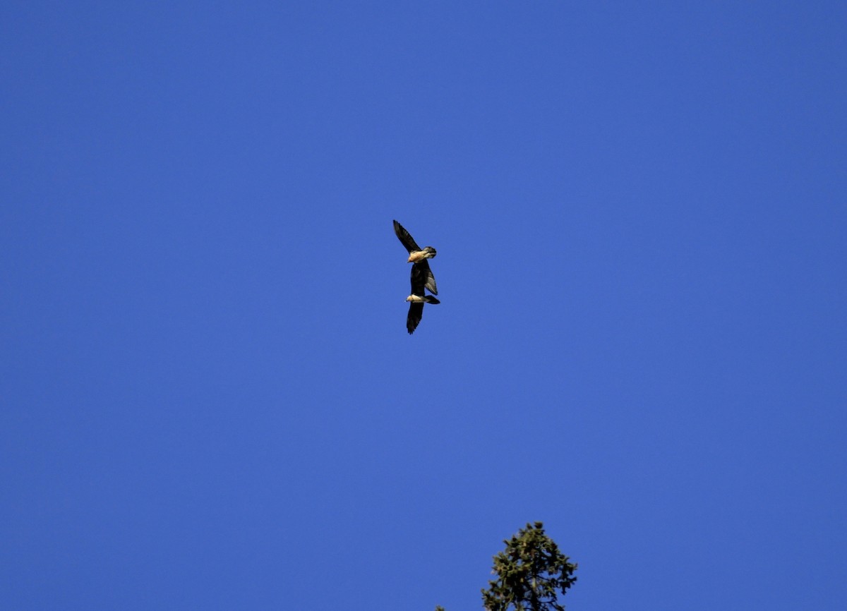 Ооч ёл - ML538553491