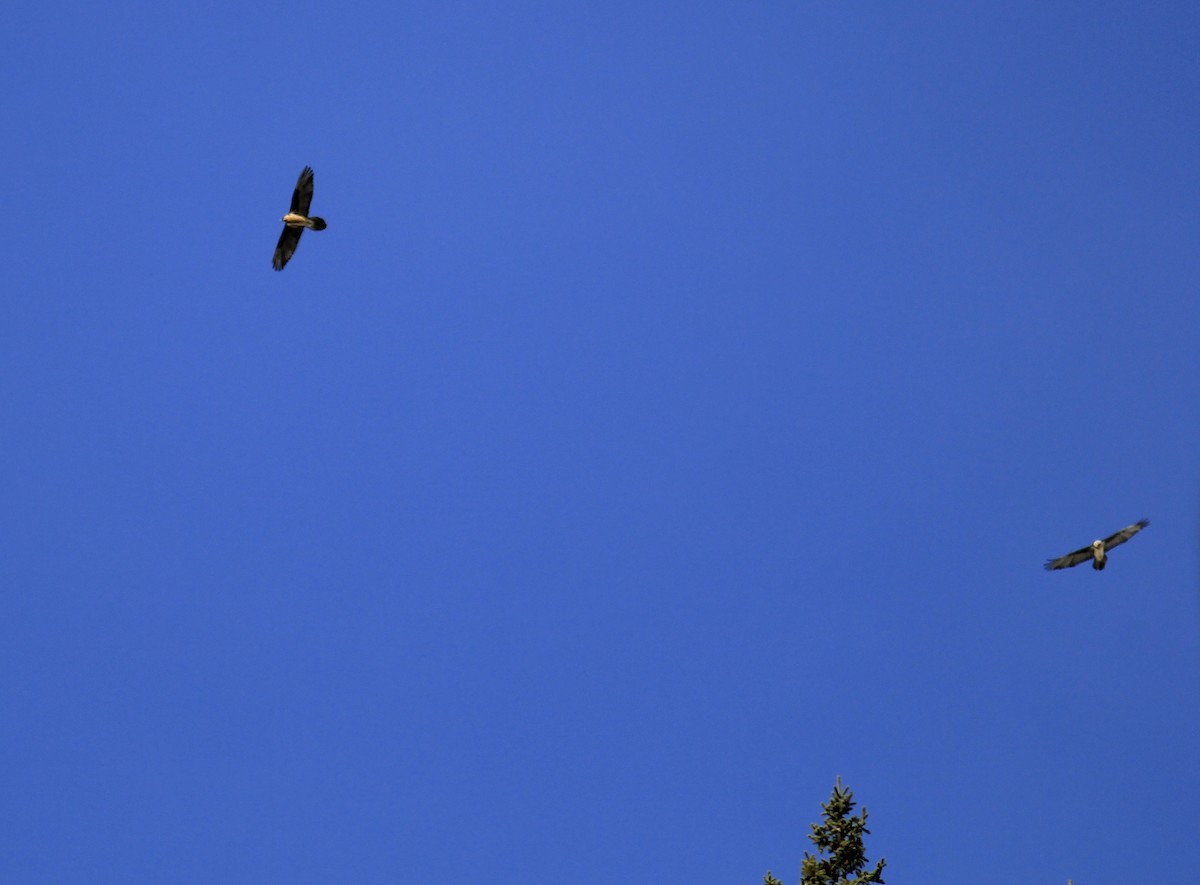 Ооч ёл - ML538553551