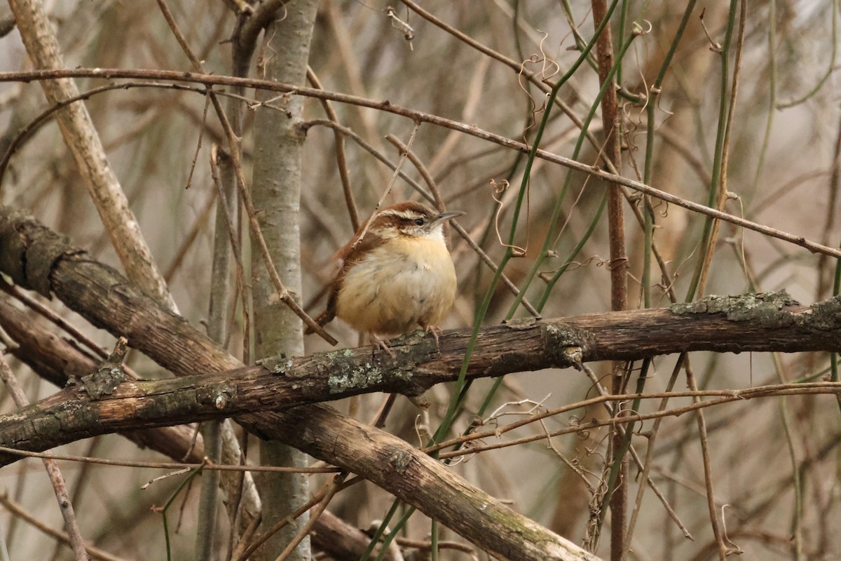 Carolina Wren - ML538554361