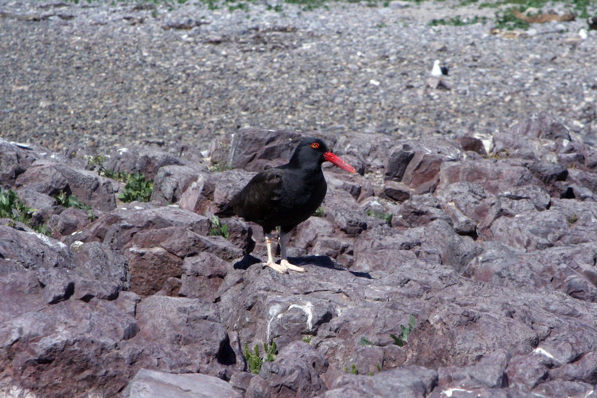 Blackish Oystercatcher - ML538554641