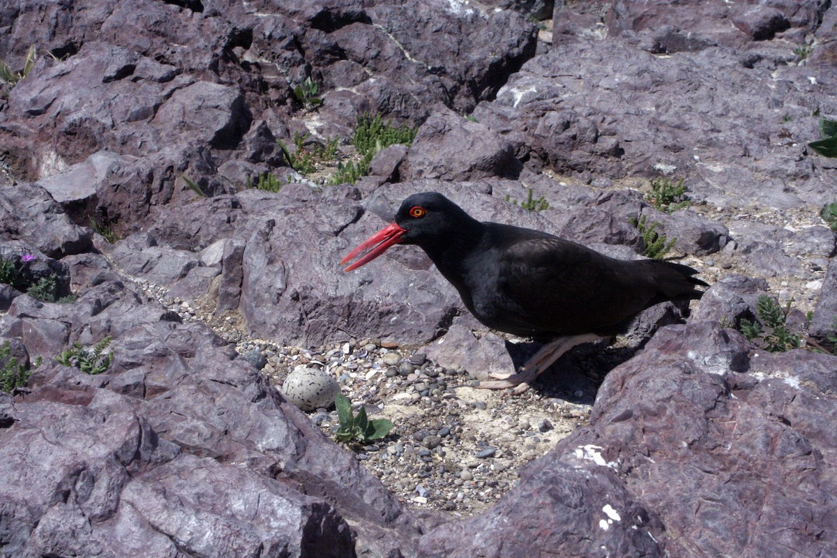 Blackish Oystercatcher - ML538554661