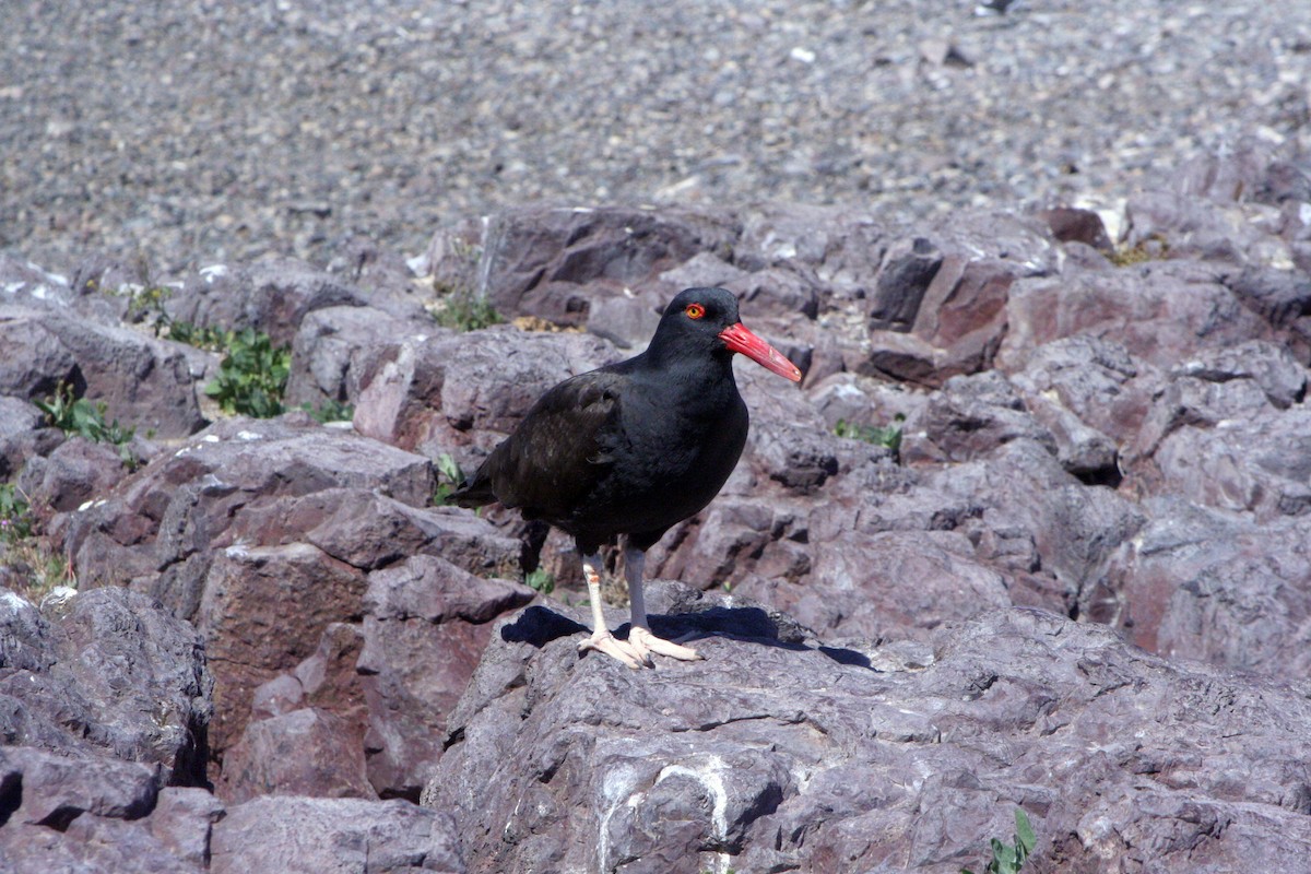 Blackish Oystercatcher - Guy RUFRAY