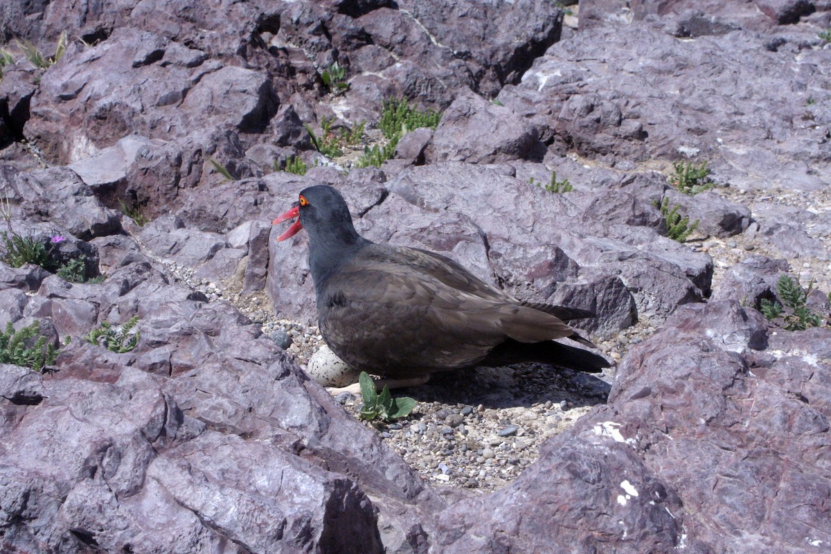 Blackish Oystercatcher - ML538554691