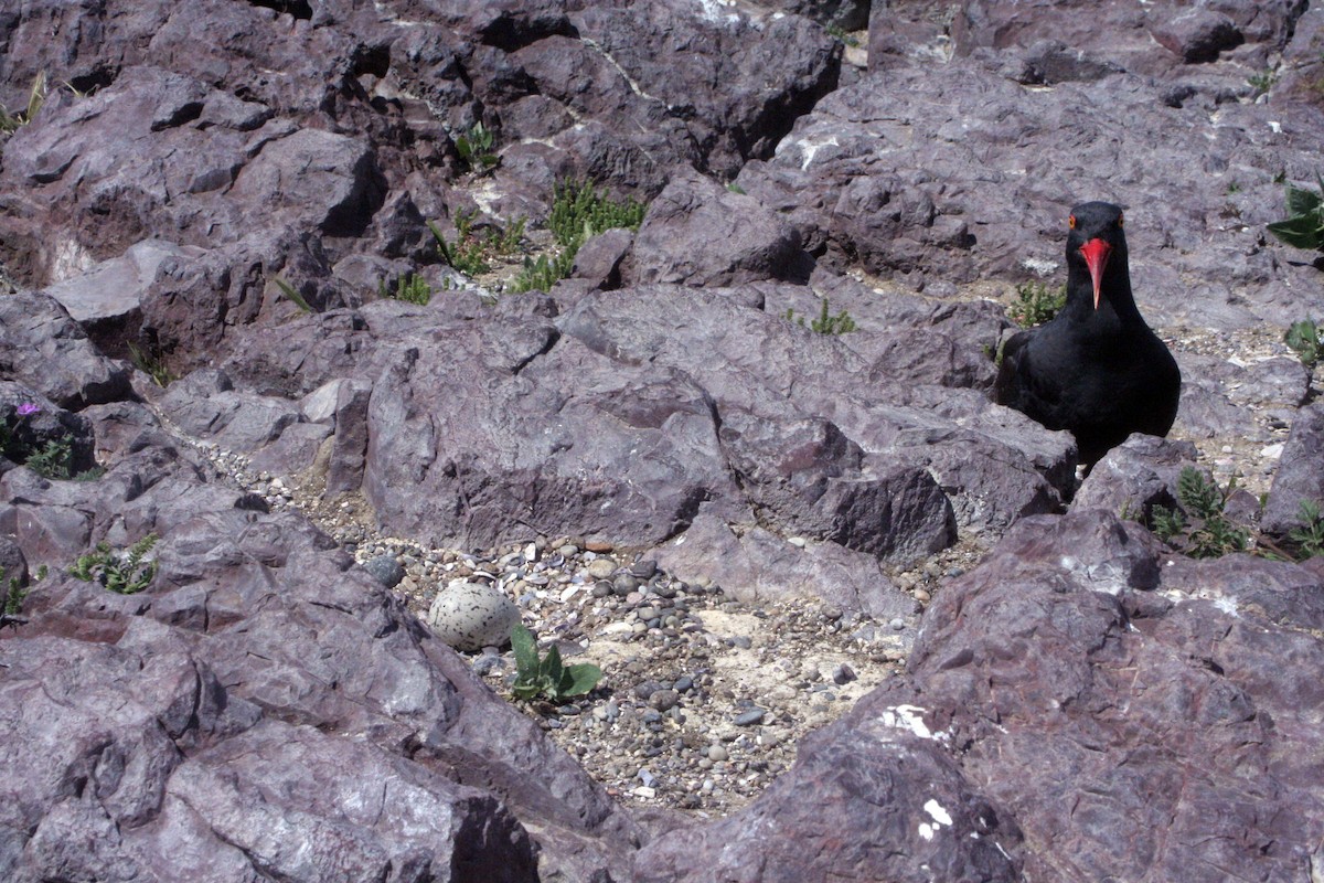 Blackish Oystercatcher - Guy RUFRAY