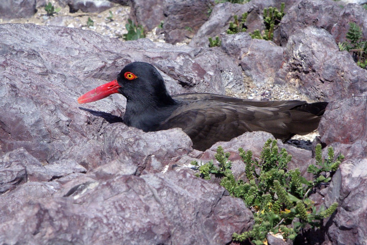 Blackish Oystercatcher - ML538554711