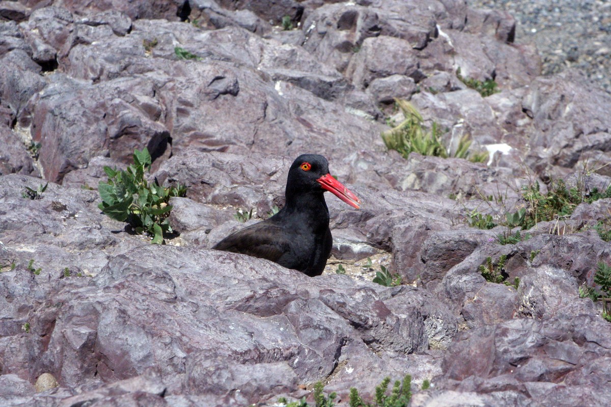 Blackish Oystercatcher - Guy RUFRAY