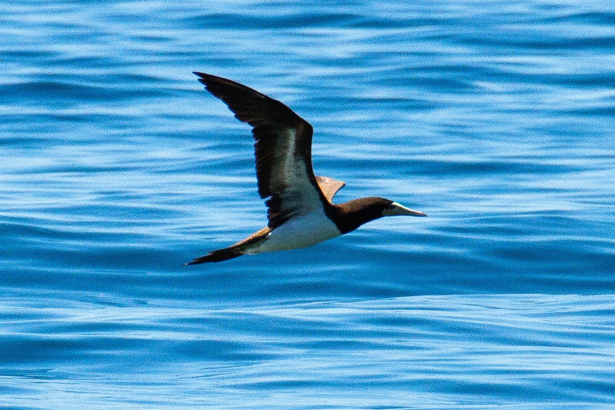 Brown Booby - ML538555371