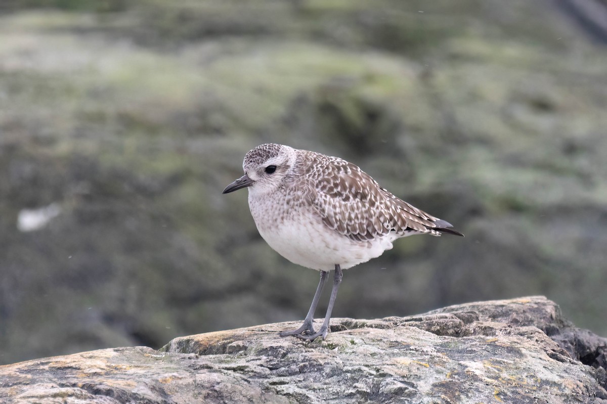 Black-bellied Plover - Kalvin Chan