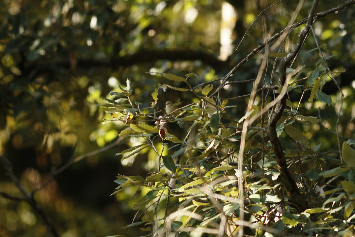 Yellow-browed Tit - ML538556351