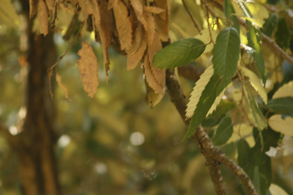 Yellow-browed Tit - ML538556371