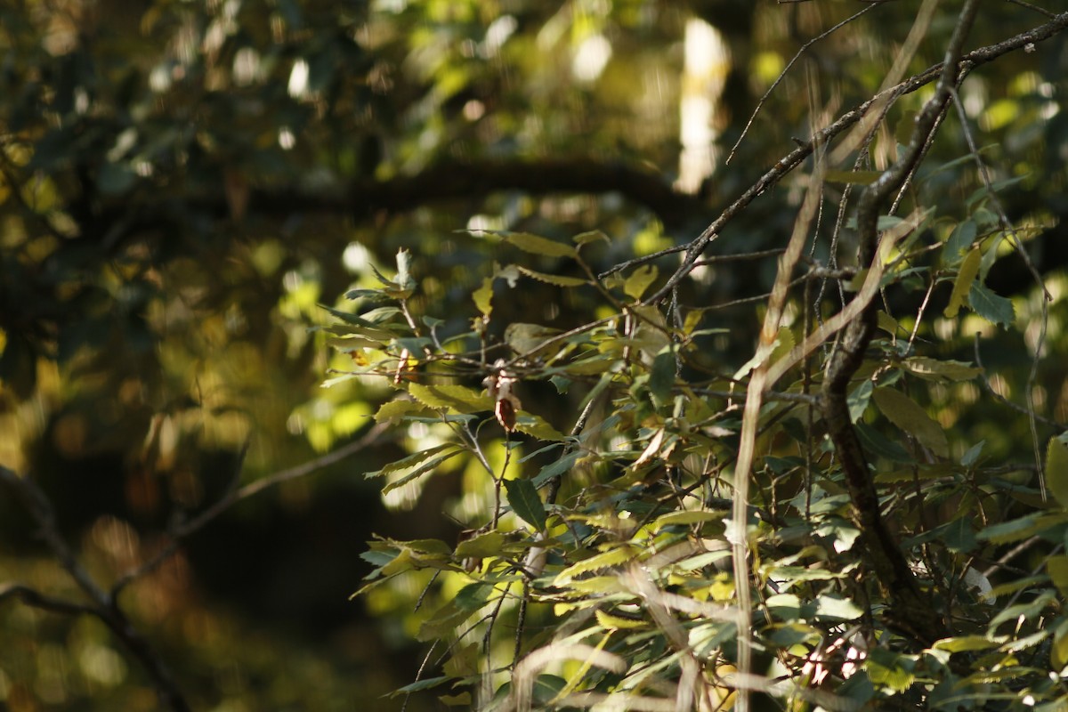 Yellow-browed Tit - ML538556381