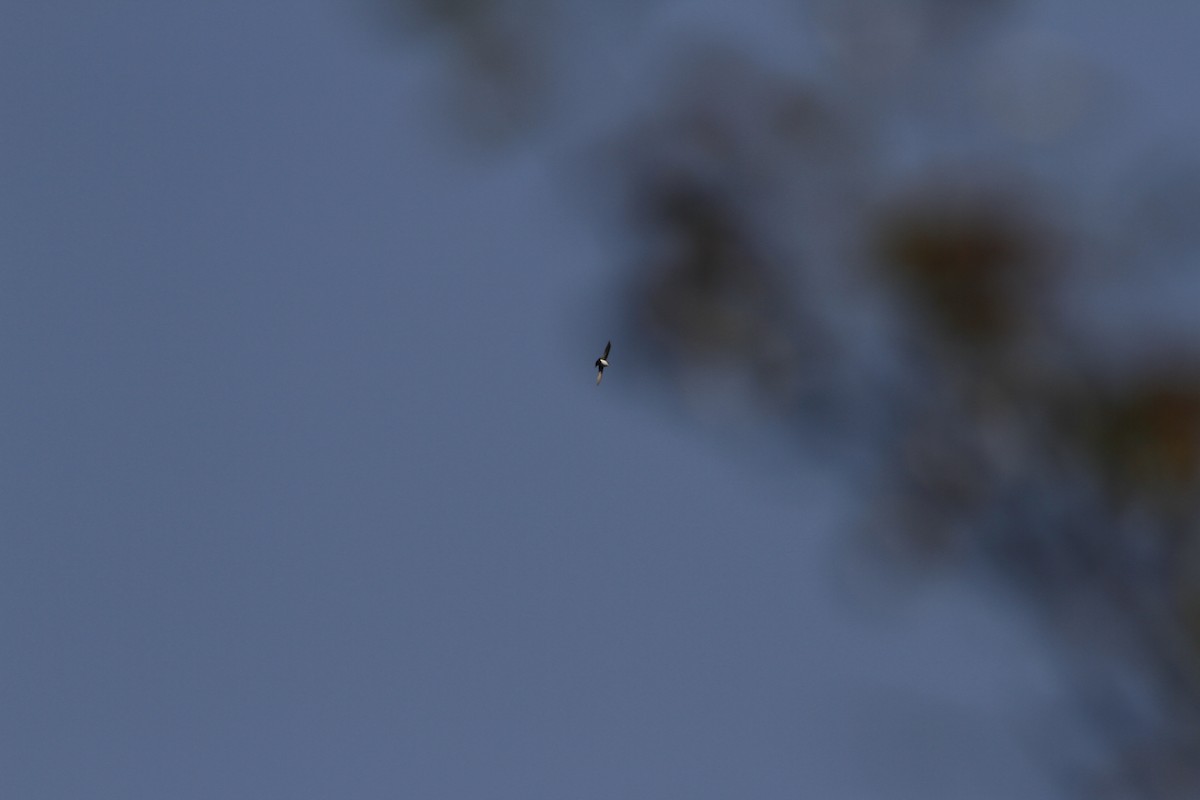 Nepal House-Martin - ML538556551