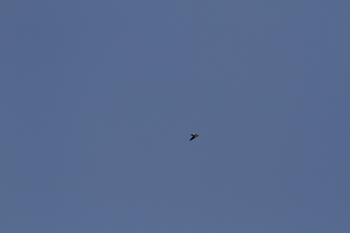 Nepal House-Martin - ML538556571