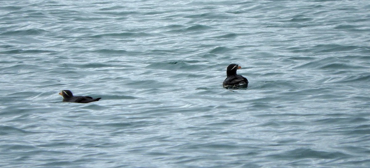 Rhinoceros Auklet - ML53855731