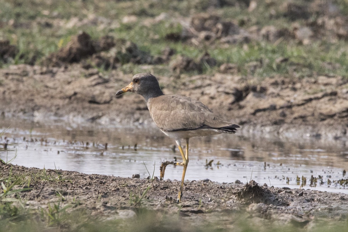 Gray-headed Lapwing - Nazes Afroz