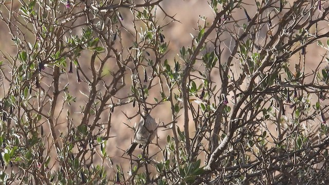 Streaked Tit-Spinetail - ML538557601