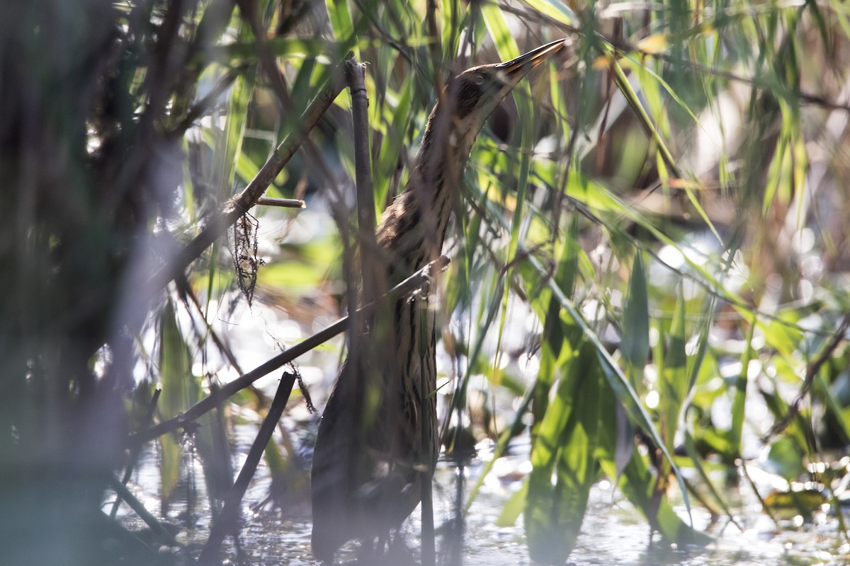 Cinnamon Bittern - ML538557811