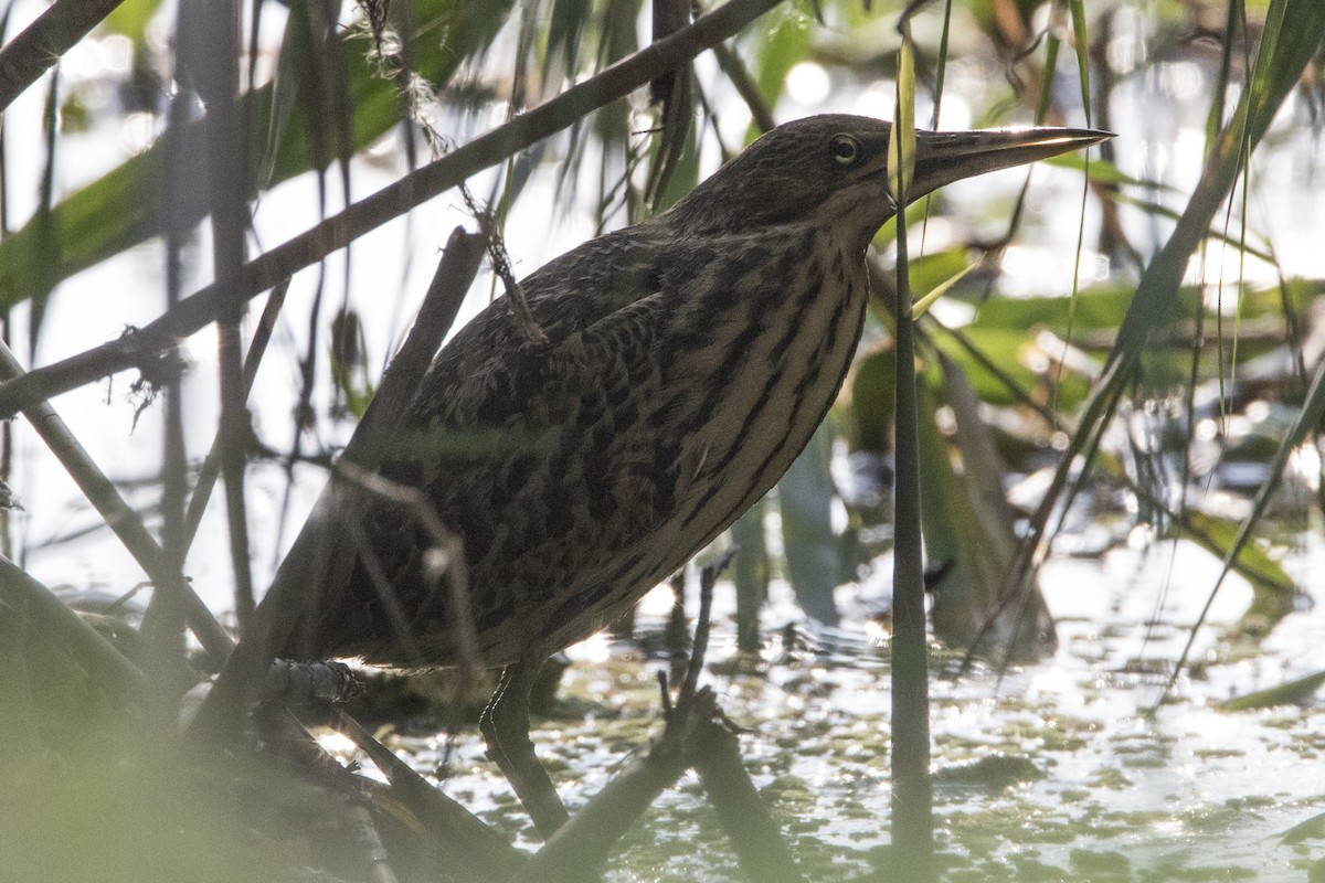 Cinnamon Bittern - ML538557821