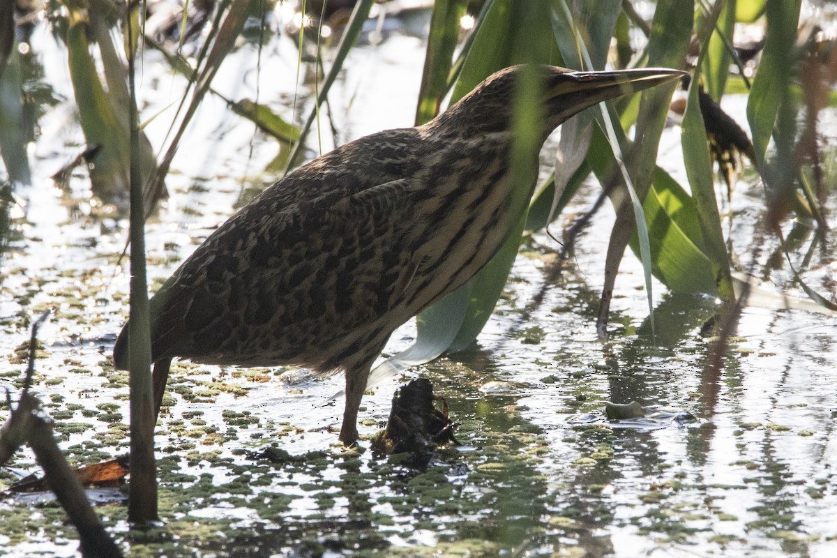 Cinnamon Bittern - Nazes Afroz