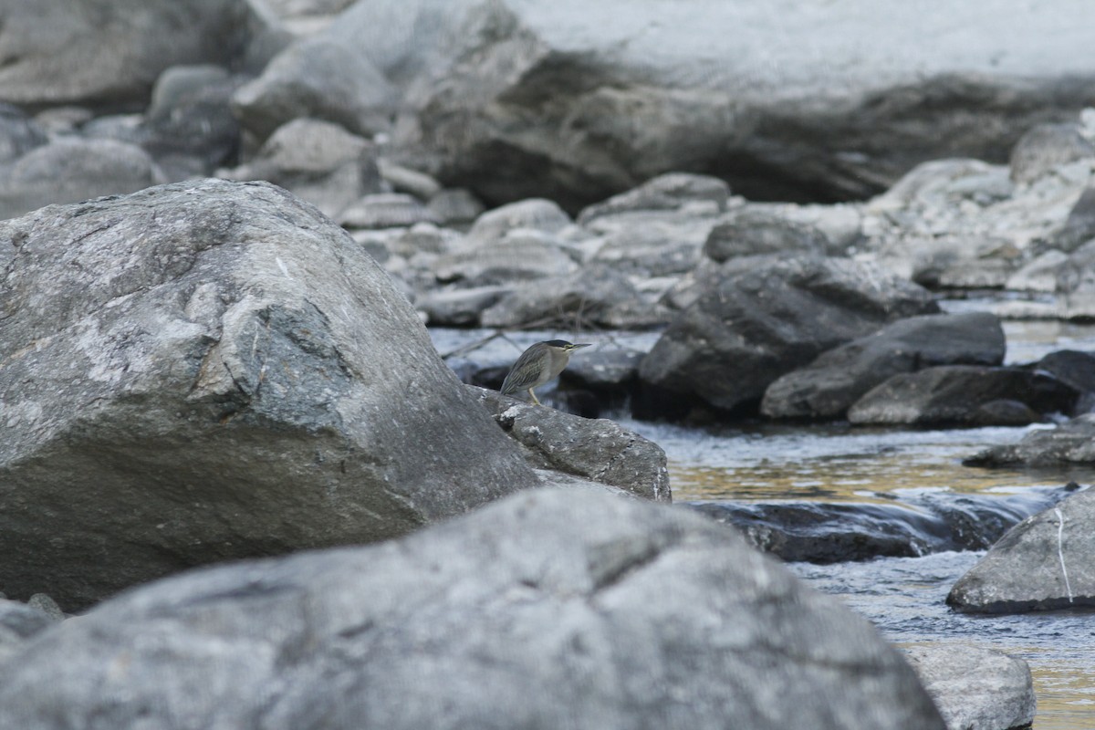 Striated Heron - ML538559561