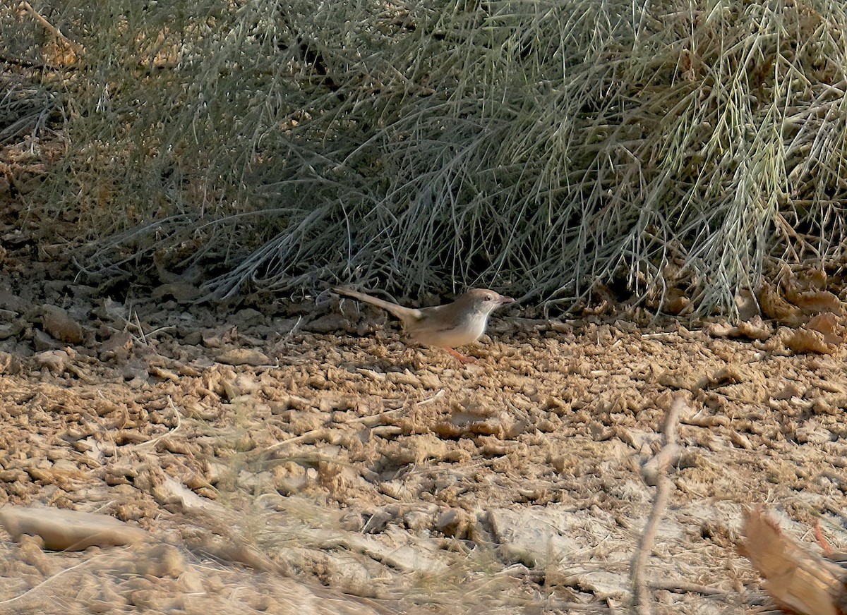 Rufous-fronted Prinia - Sudip Simha