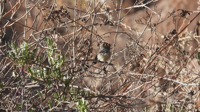 Yellow-billed Tit-Tyrant - ML538562221