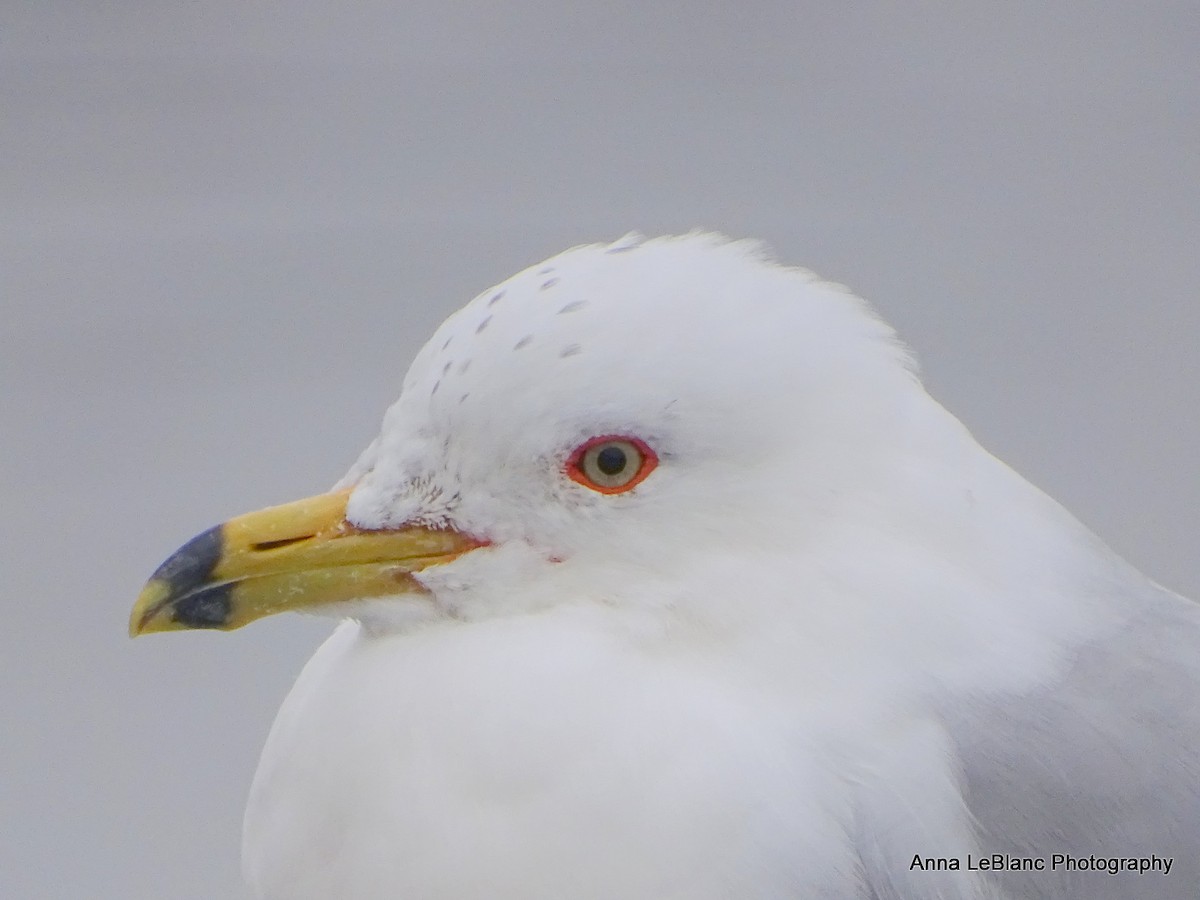 Ring-billed Gull - ML538562841