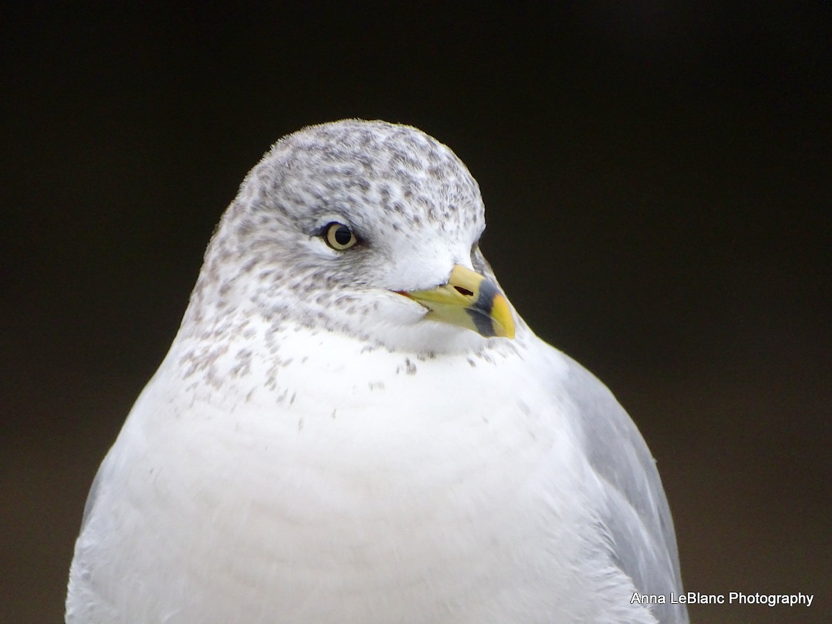 Ring-billed Gull - ML538562991