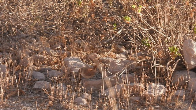 Straight-billed Earthcreeper - ML538563001