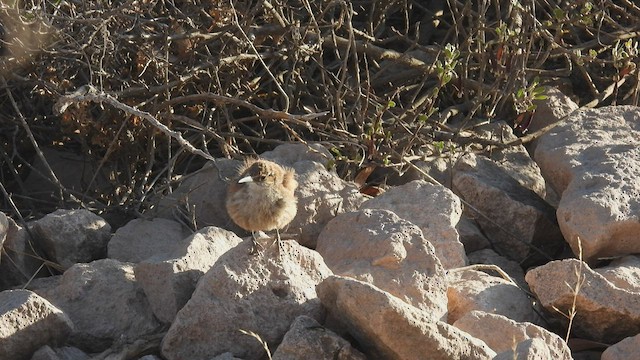 Bandurrita Piquirrecta - ML538563011