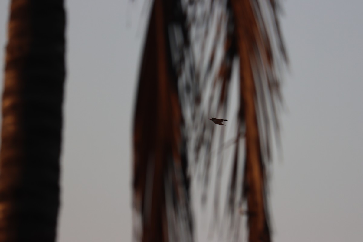 Black-capped Kingfisher - KARTHIKEYAN R