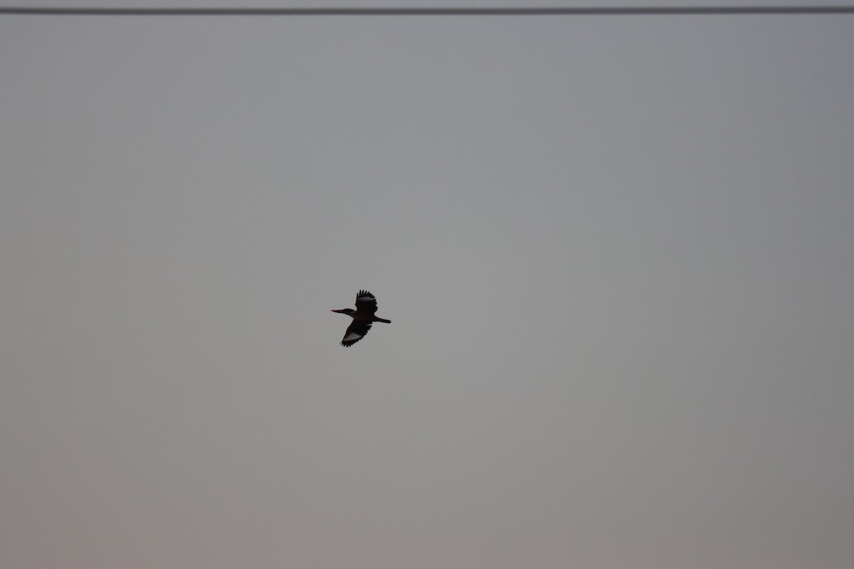 Black-capped Kingfisher - KARTHIKEYAN R