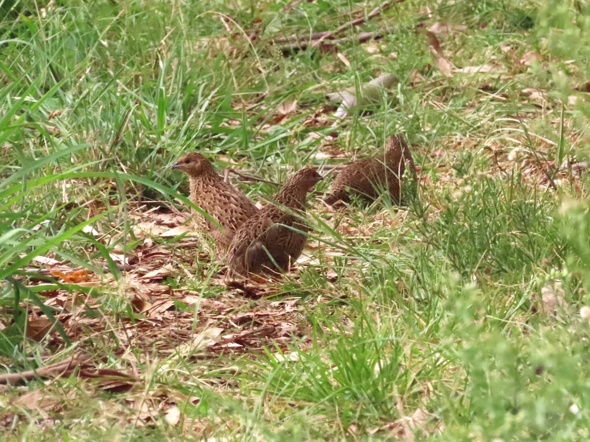 Brown Quail - ML538563621