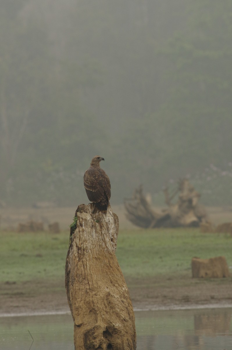 Gray-headed Fish-Eagle - ML538564081