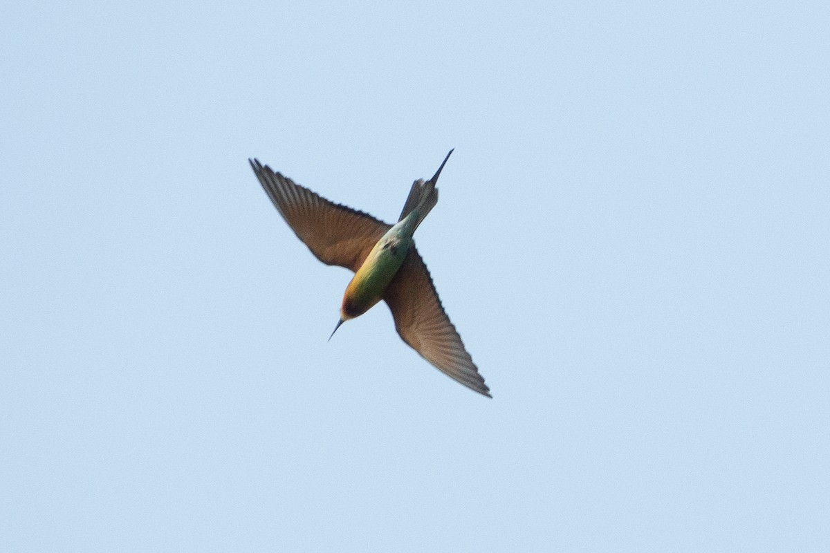 Blue-tailed Bee-eater - ML538565031