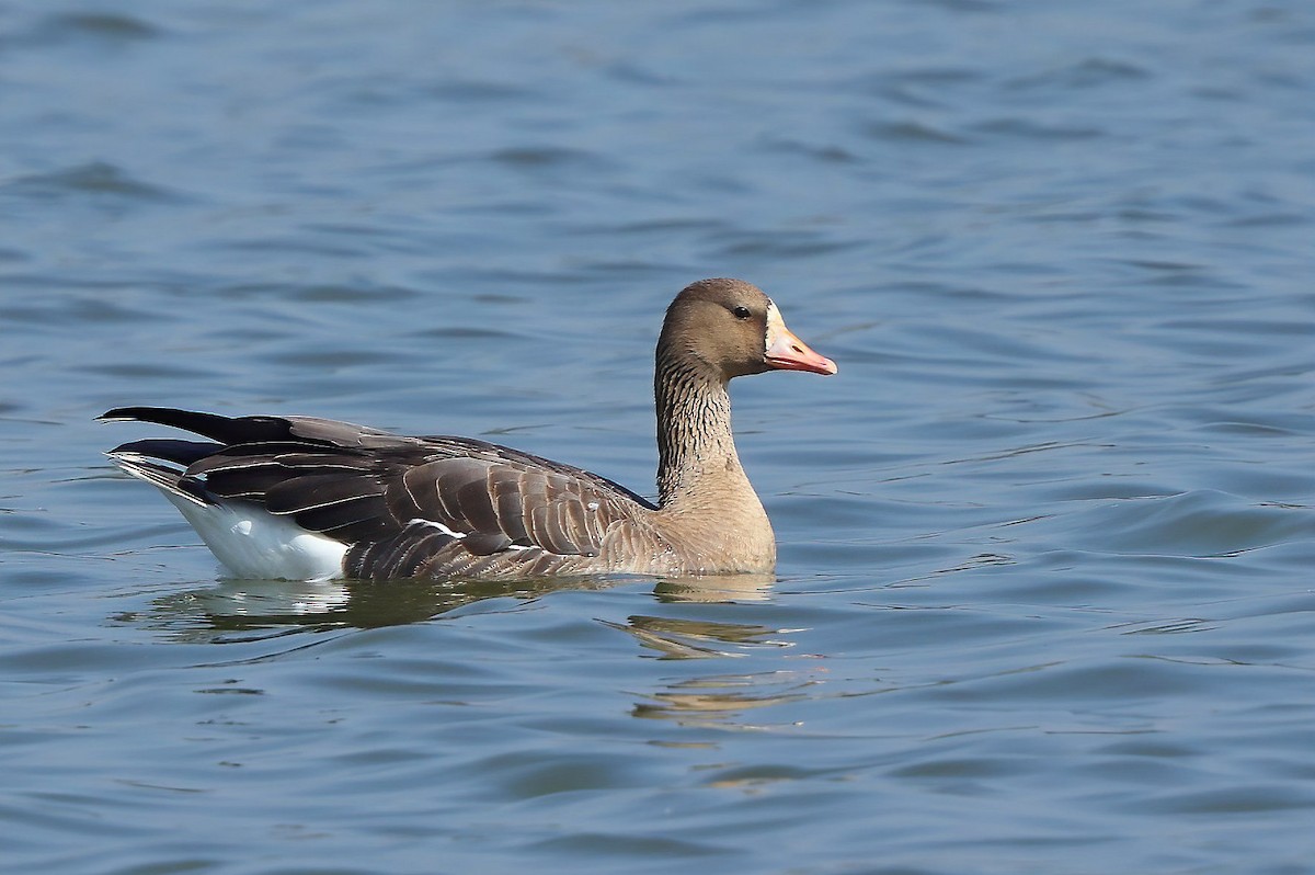 Greater White-fronted Goose - Albin Jacob