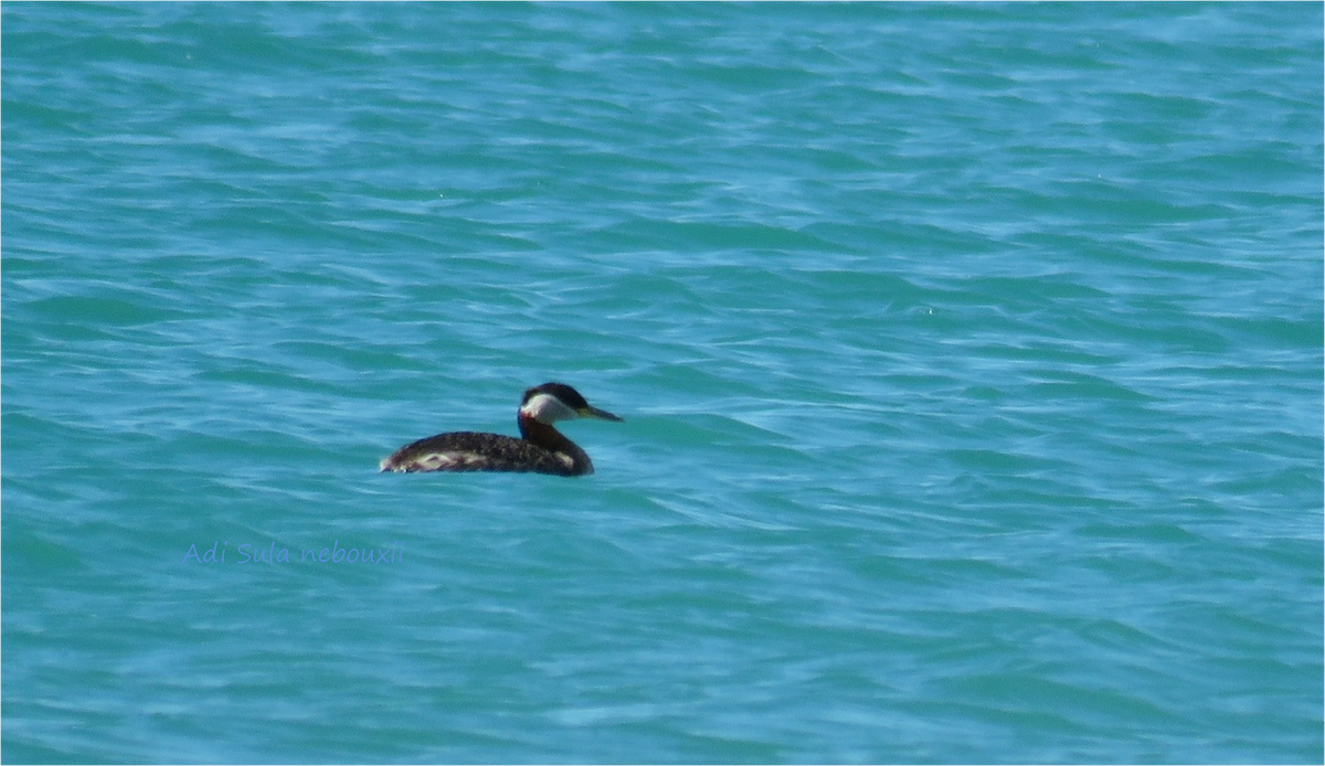Red-necked Grebe - ML53856601