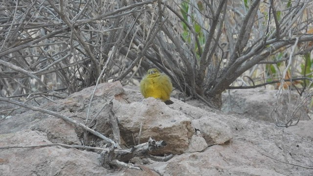 Greenish Yellow-Finch - ML538566051