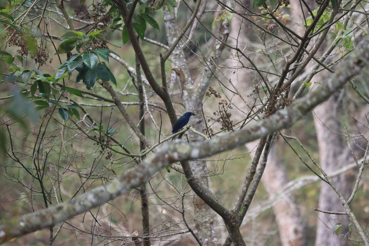 Asian Fairy-bluebird - KARTHIKEYAN R