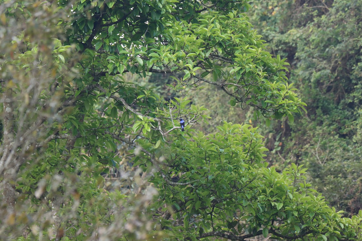 Asian Fairy-bluebird - KARTHIKEYAN R