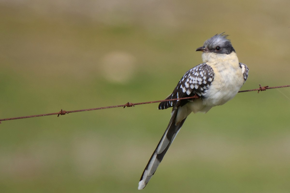 Great Spotted Cuckoo - ML538566741