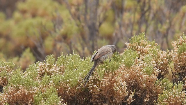 gråbrystnålstjert - ML538567011