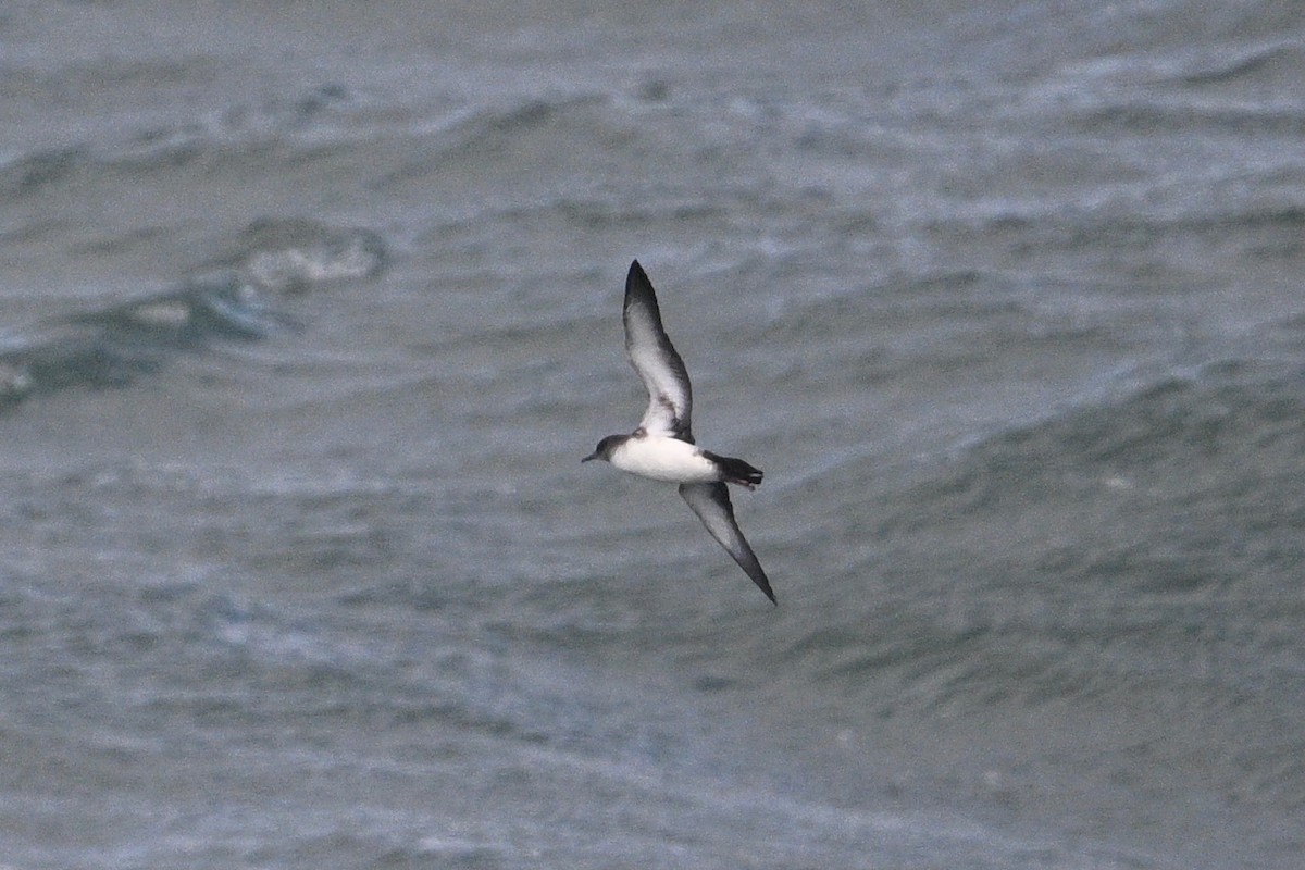 Black-vented Shearwater - ML538567261