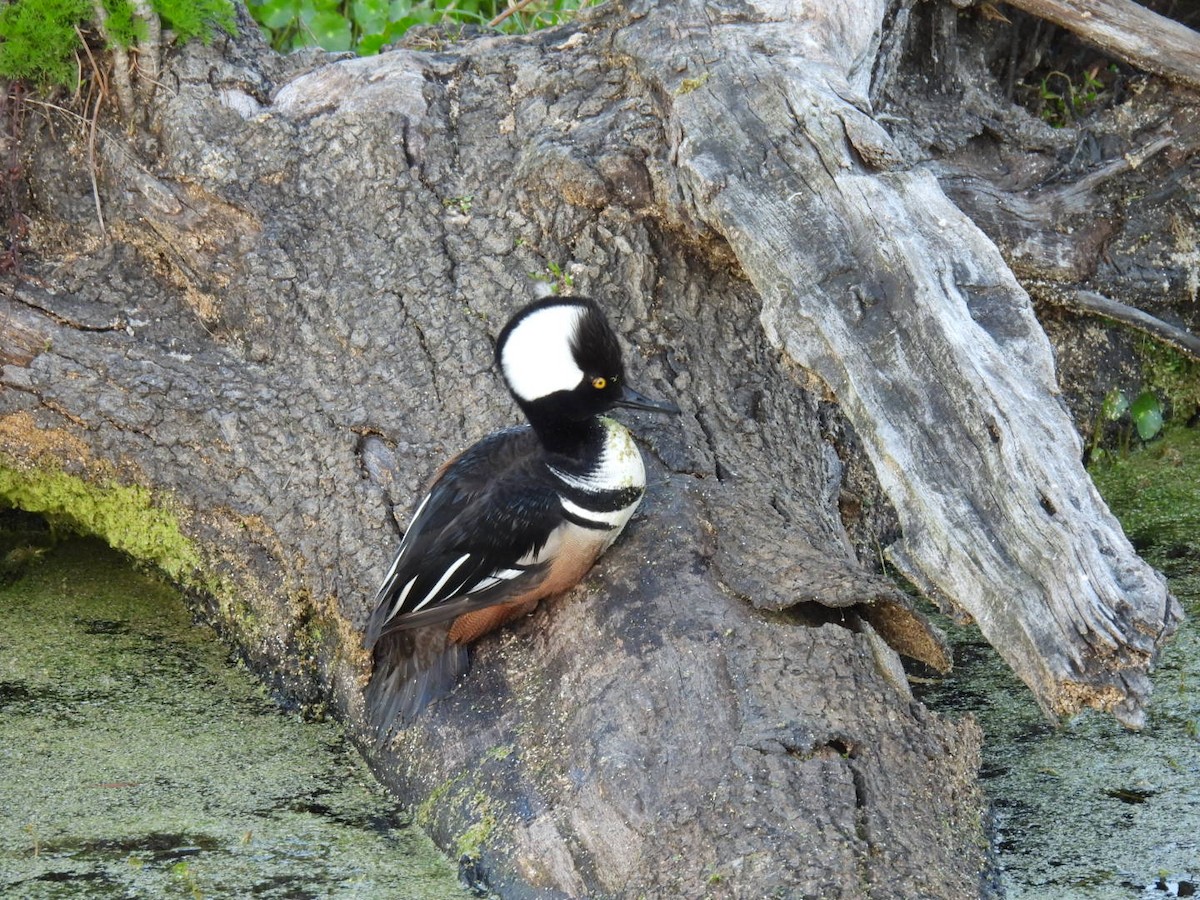 Hooded Merganser - ML538567601