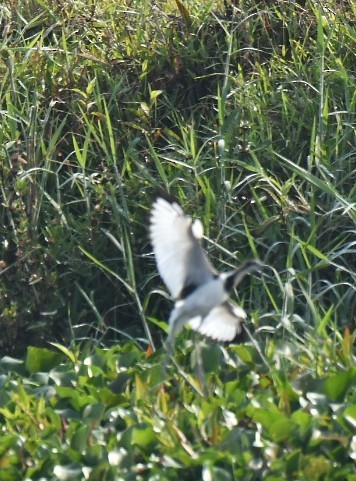 Pheasant-tailed Jacana - ML538567891
