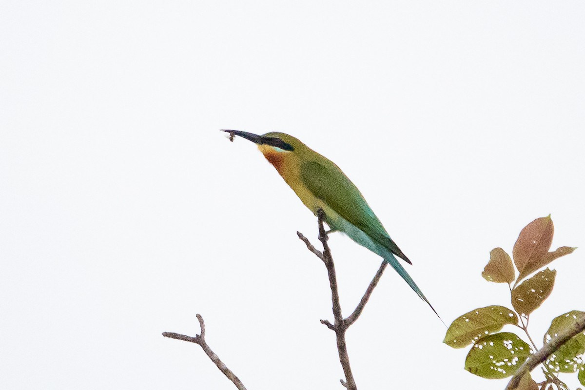 Blue-tailed Bee-eater - ML538568131