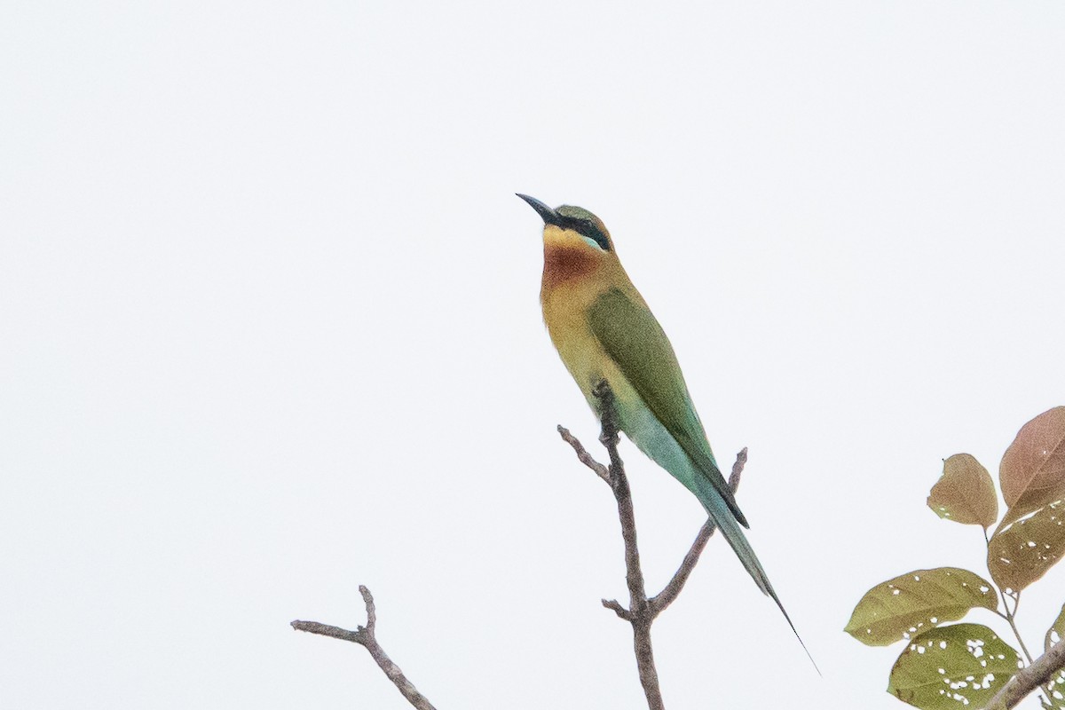 Blue-tailed Bee-eater - ML538568151