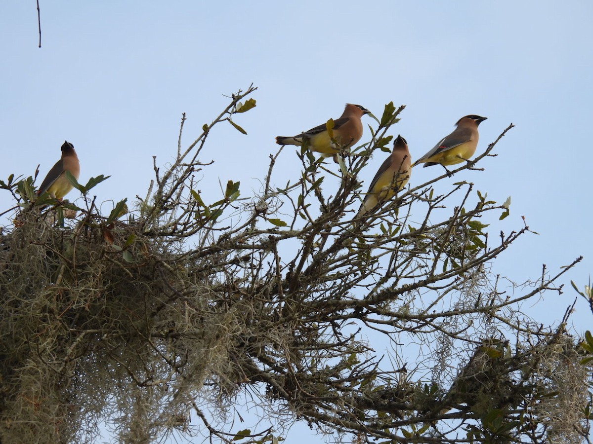 Cedar Waxwing - ML538568661