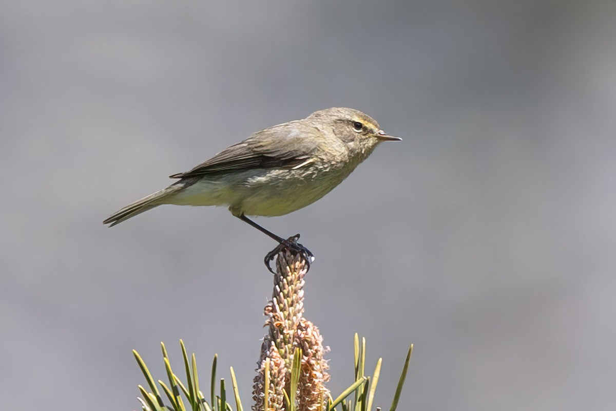 Common Chiffchaff - Arthur Grosset